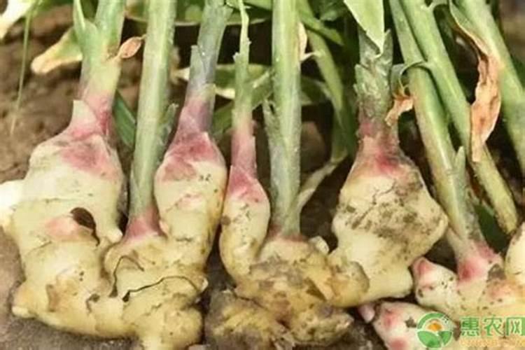 种生姜用什肥料做追肥好