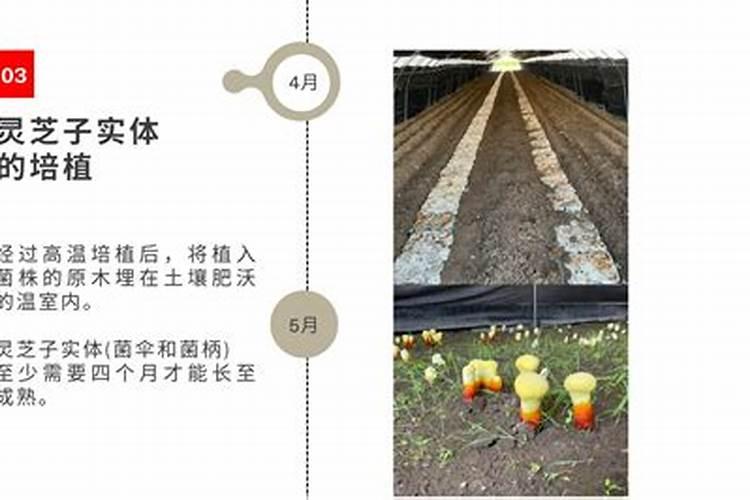 玉米用什么叶面肥效果好？有推荐的吗？