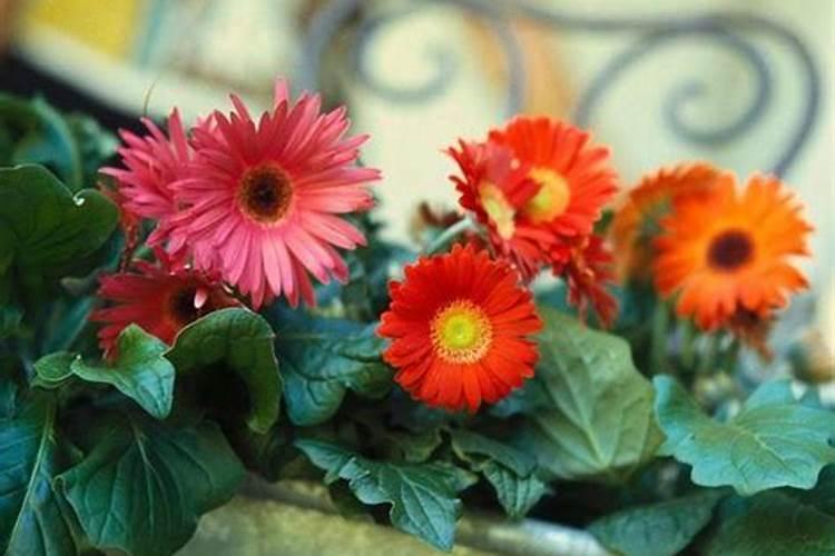 樱桃树怎么种植？