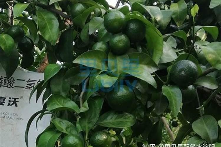 叶面肥哪个厂家最好