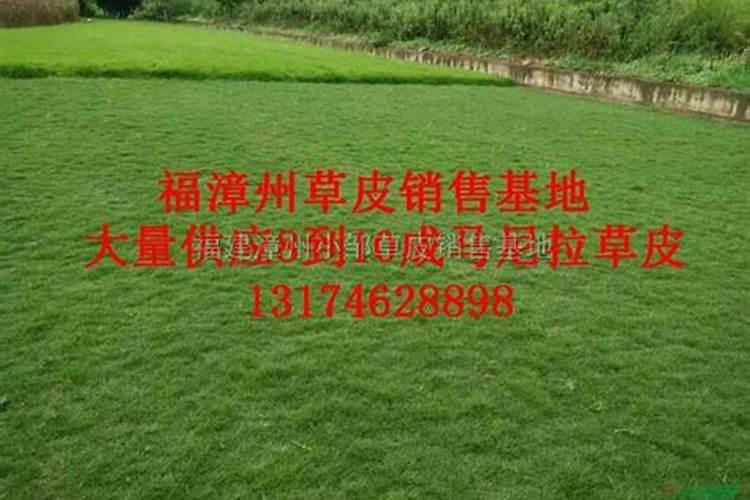 草坪尿素怎么使用