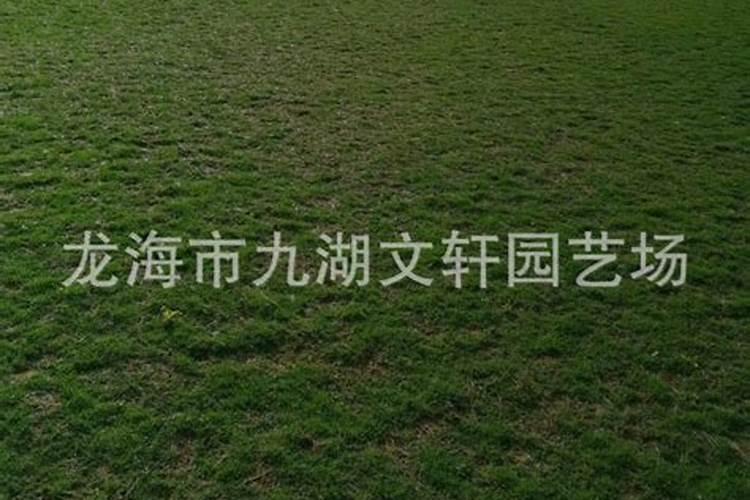 草坪专用肥哪种好？