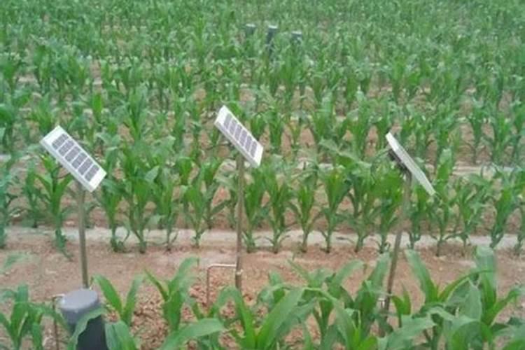 玉米灌浆期水肥管理