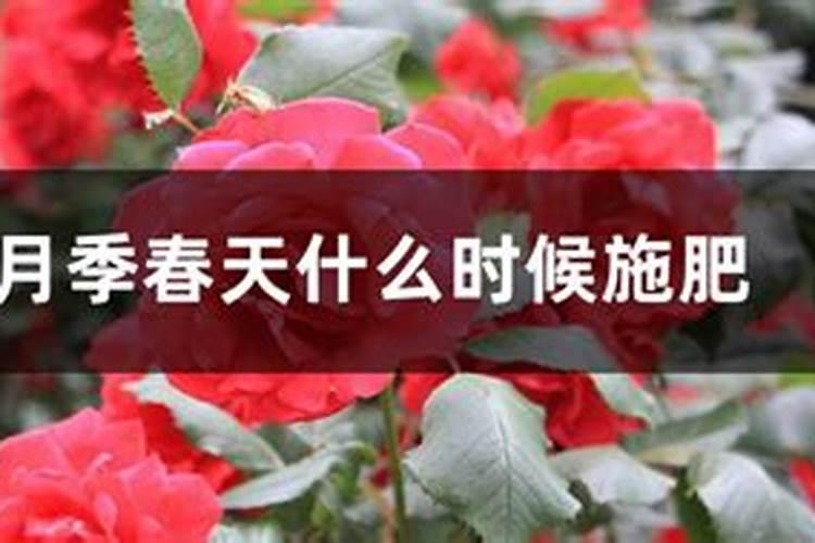 月季什么时候可以施肥