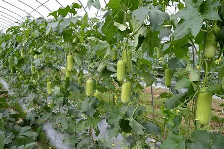 丝瓜用高钾的叶面肥可以吗