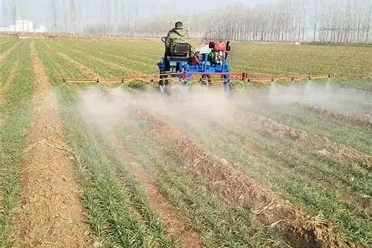 玉米苗发紫发红是什么原因？如何有效应对？