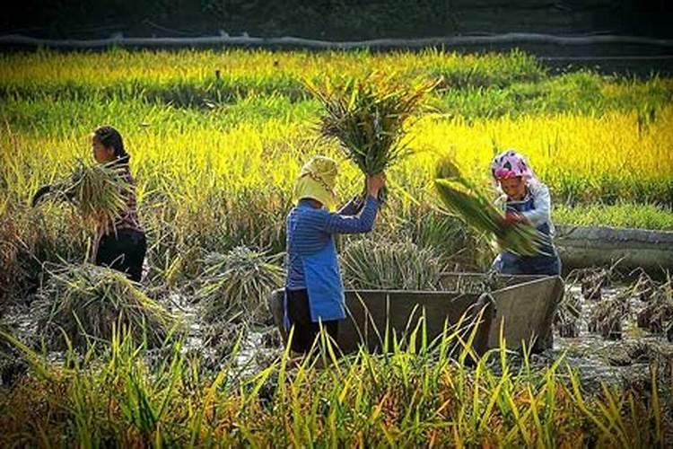 水稻施肥一览表