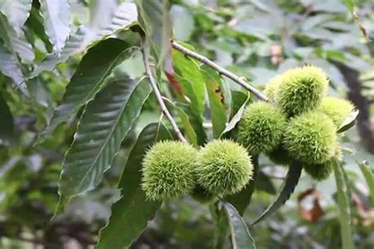 锥栗树嫁接苗缺钾应该用什么肥料？