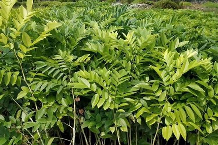 黄花梨树苗如何种植？怎么辨别汇生林业黄花梨？