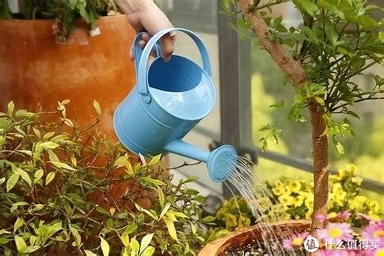 风车茉莉喜肥吗 喜欢施什么肥料