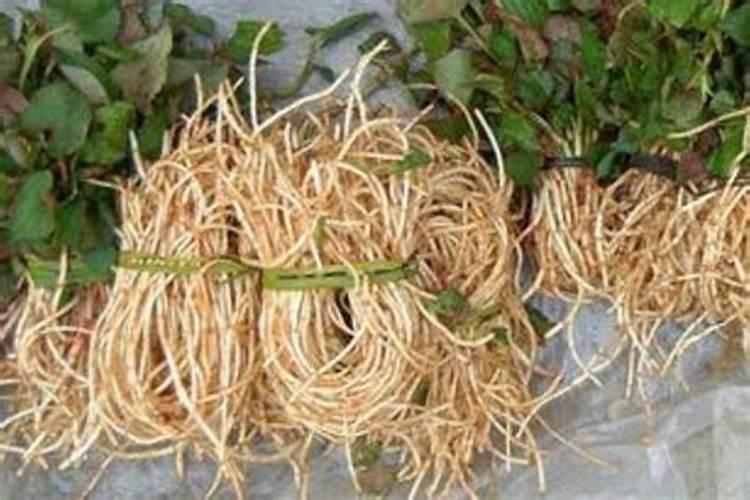 鱼腥草能不能用氯化胆碱膨大