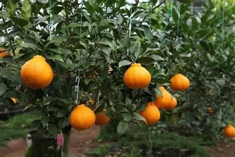 柑橘苗什么时候施肥 施肥要点有哪些