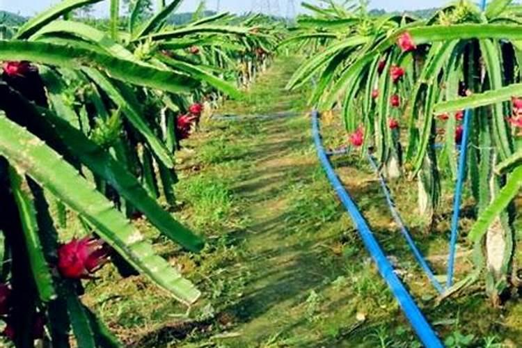 火龙果花苞期病害有哪些