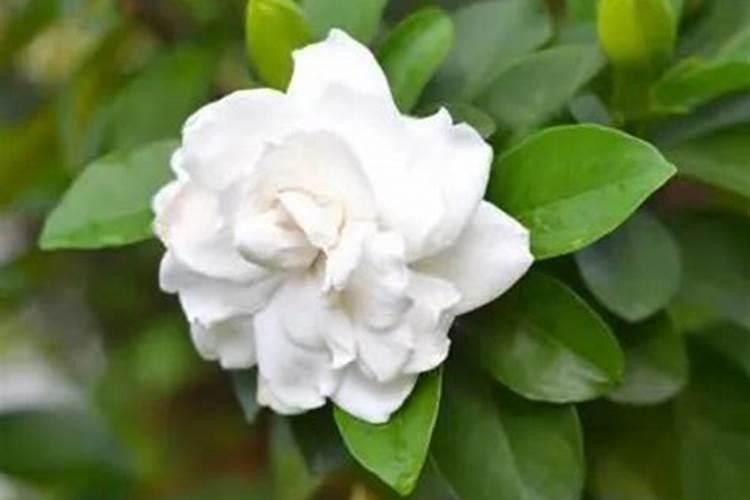 三角梅开花期间怎么施肥施什么肥