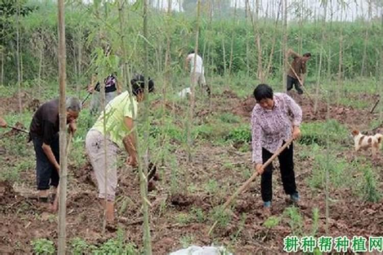 雷竹需要施什么肥料？