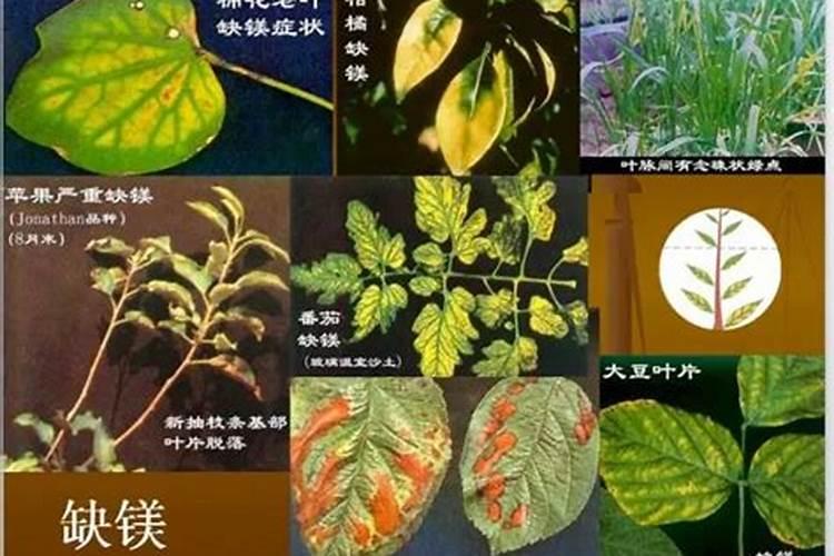 作物所需营养元素不止氮磷钾,中微量元素也很重要,科学使用才能高产高 ...