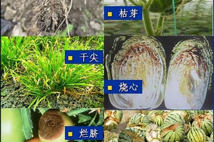 6龄杨梅树发芽前用什么肥料好？