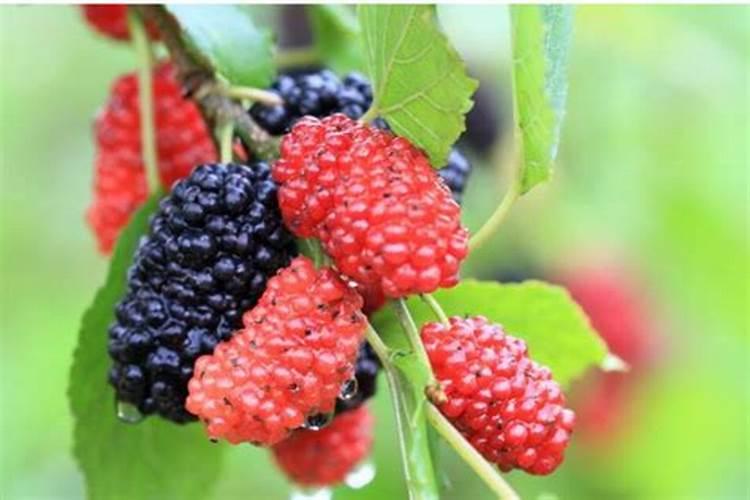 桑椹不甜怎么施肥5月9号还可以施肥？