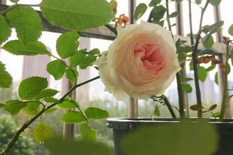 广东凉茶主要原料植物非试管高效快繁技术岗梅