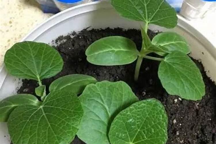 小葫芦怎么施肥