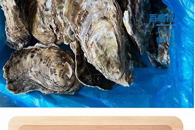 生蚝壳能不能放入月季花？