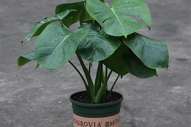 龟背竹施什么肥好,龟背竹施氮磷钾肥最好