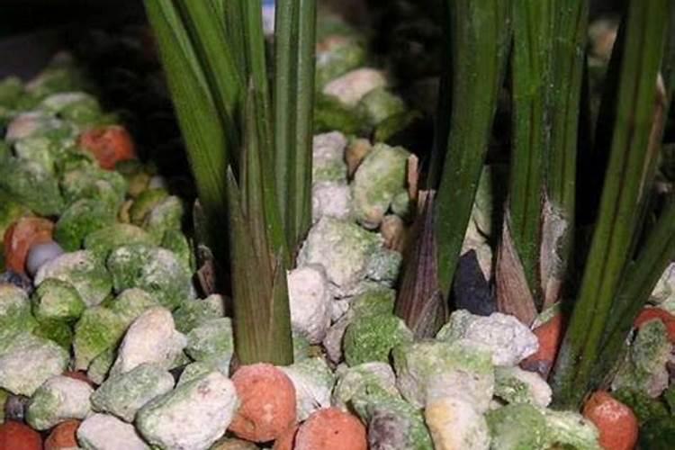 兰花需要哪些肥料