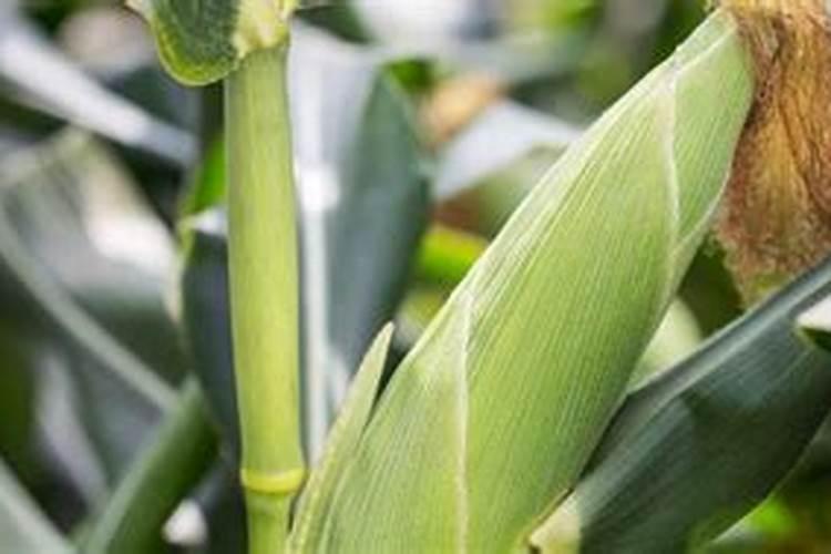 水稻生根叶面肥有哪些品种