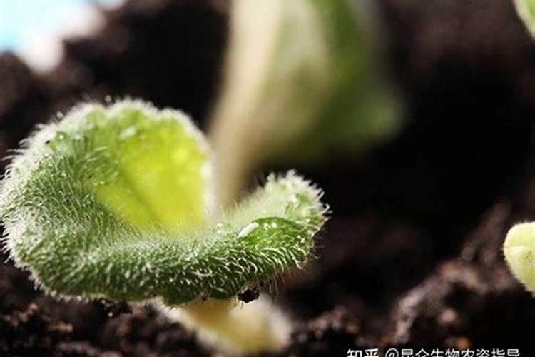 荔枝树喷怎么叶面肥叶片肥厚