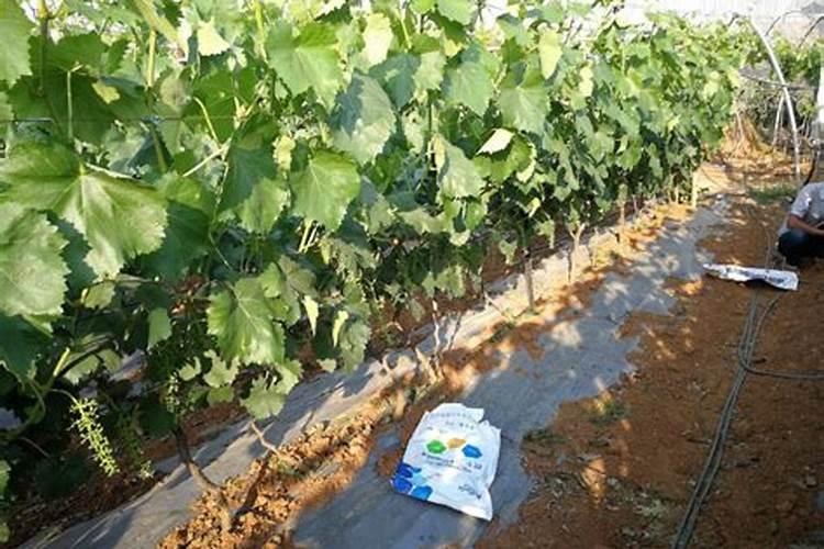 什么品种的红富士苹果新品种值得大力发展？