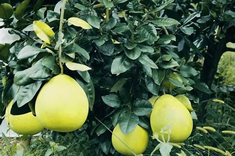 柚子增甜用哪种肥料效果好？柚子膨果用调色师叶面肥!