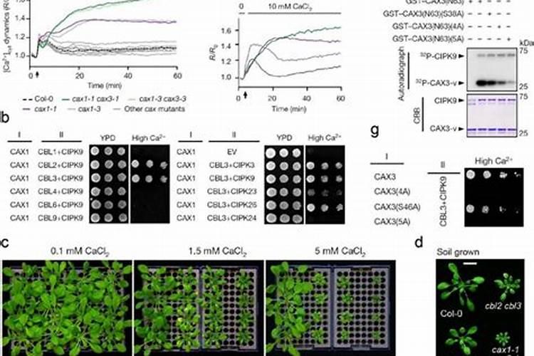2025什么肥料畅销
