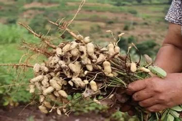 花生地第二年种什么好