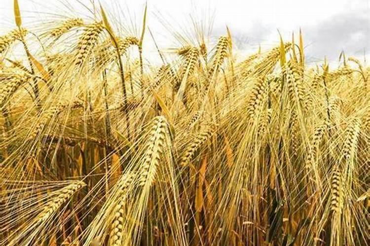 麦收种花生施肥