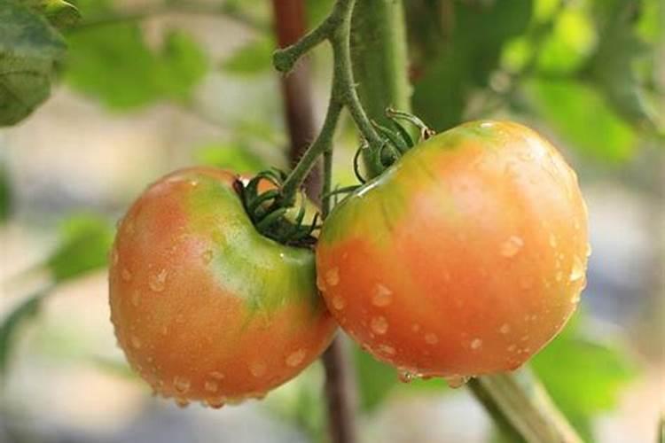 天脊硝酸磷肥80斤多少钱一袋