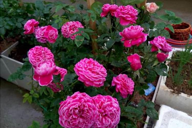 栀子花花苞期怎么施肥