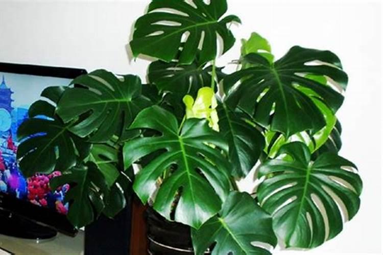 红薯种多久会发芽 红薯多久会发芽？找到答案!