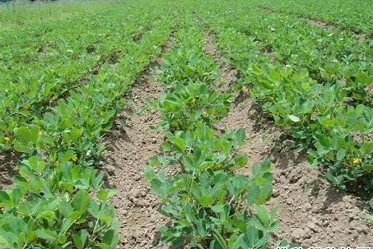 花生高产有哪些施肥技巧 用什么肥料好