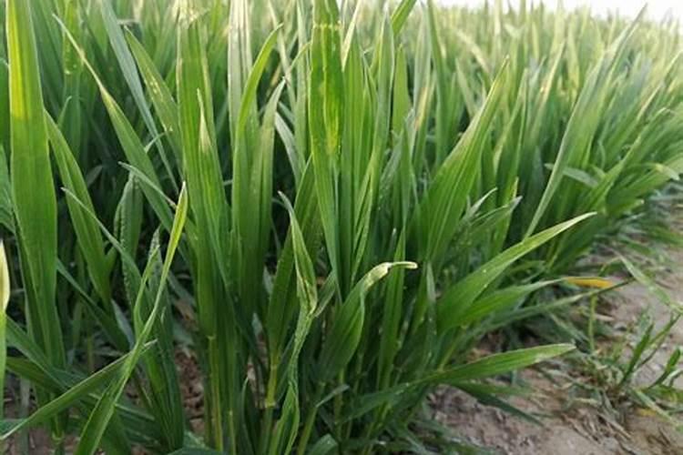 远志的田间要怎样管理？