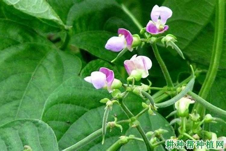 四季豆冲什么肥料