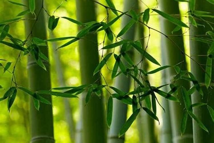 竹子可用磷酸二氢钾叶面喷肥吗