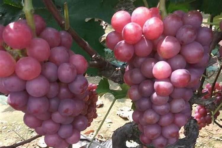 葡萄挂果期施什么肥料好？葡萄结果期冲施什么肥料好？