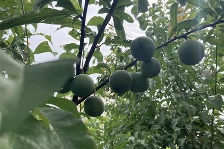 李子苗一年需要施几次肥呢？