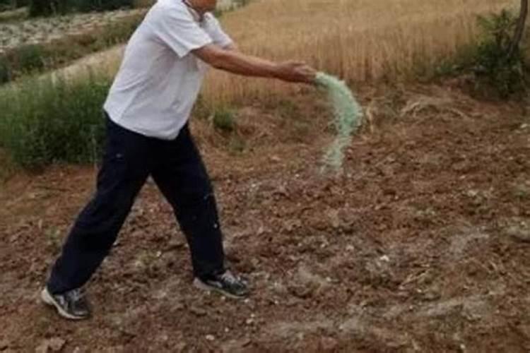 蓝莓上为什么不能用硝态肥料