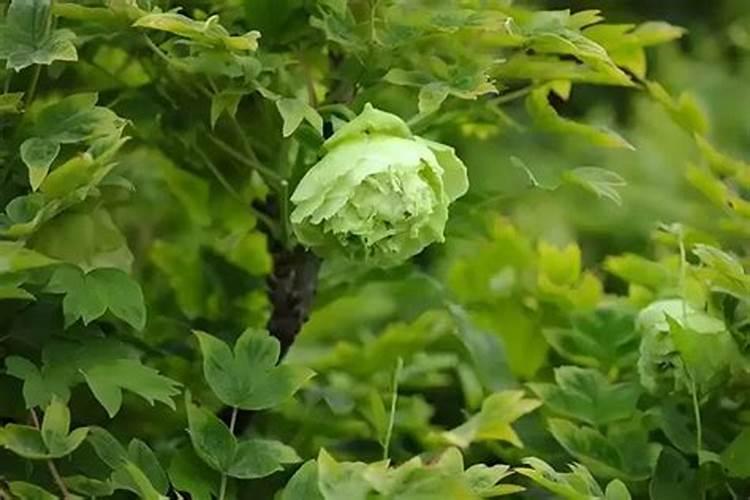 牡丹有花苞要施肥吗 牡丹有花苞可以施肥吗