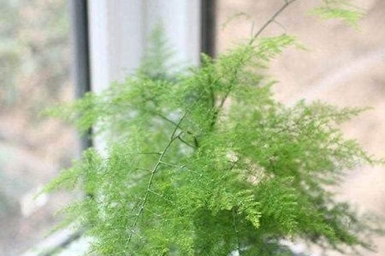 文竹叶子需不需要喷水