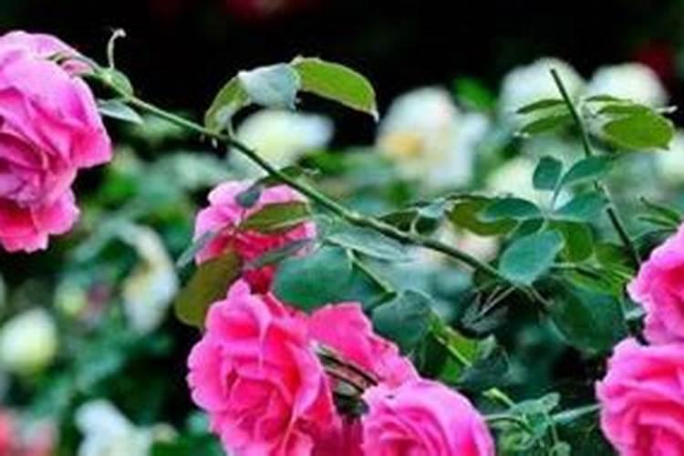 玫瑰花什么时候施肥,施什么肥好