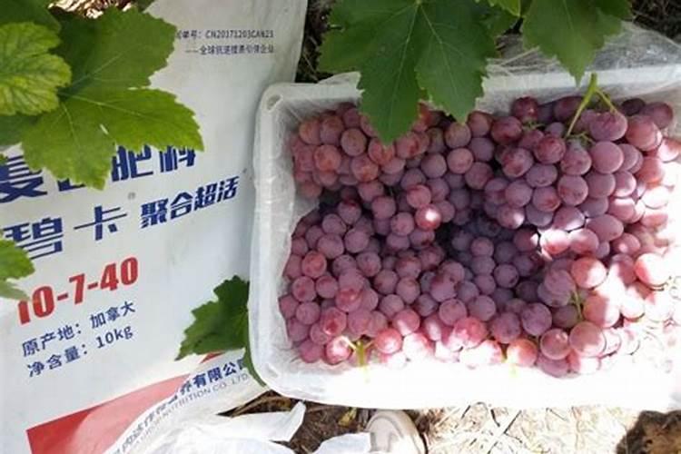 彭果的大量元素水溶肥有哪些