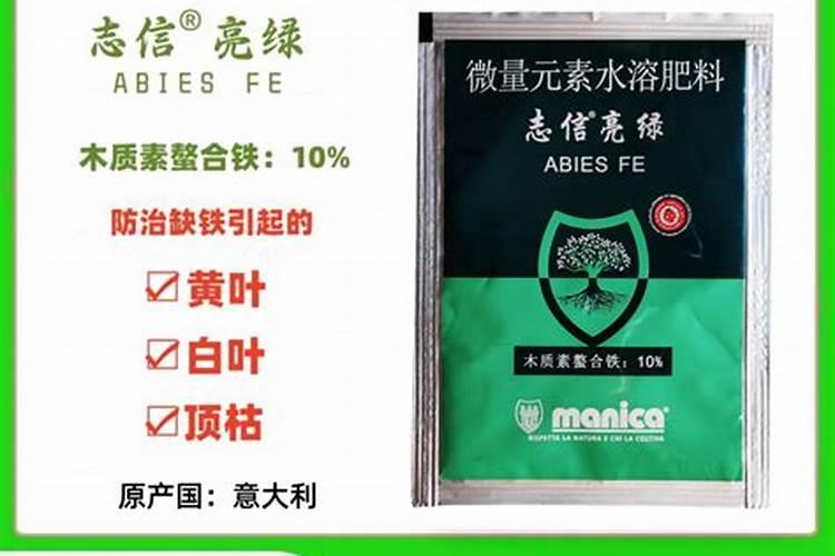 小型西葫芦种植技术