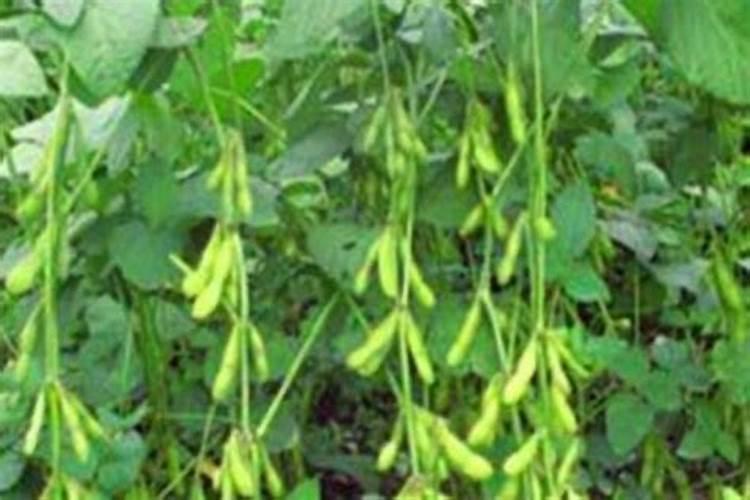 大豆追肥用什么肥料好